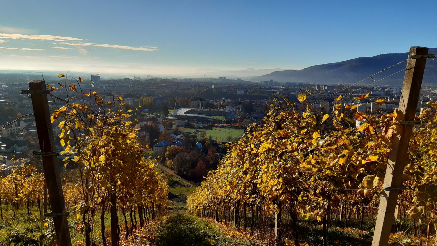 Vinogradi na Kalvariji nad Mariborom